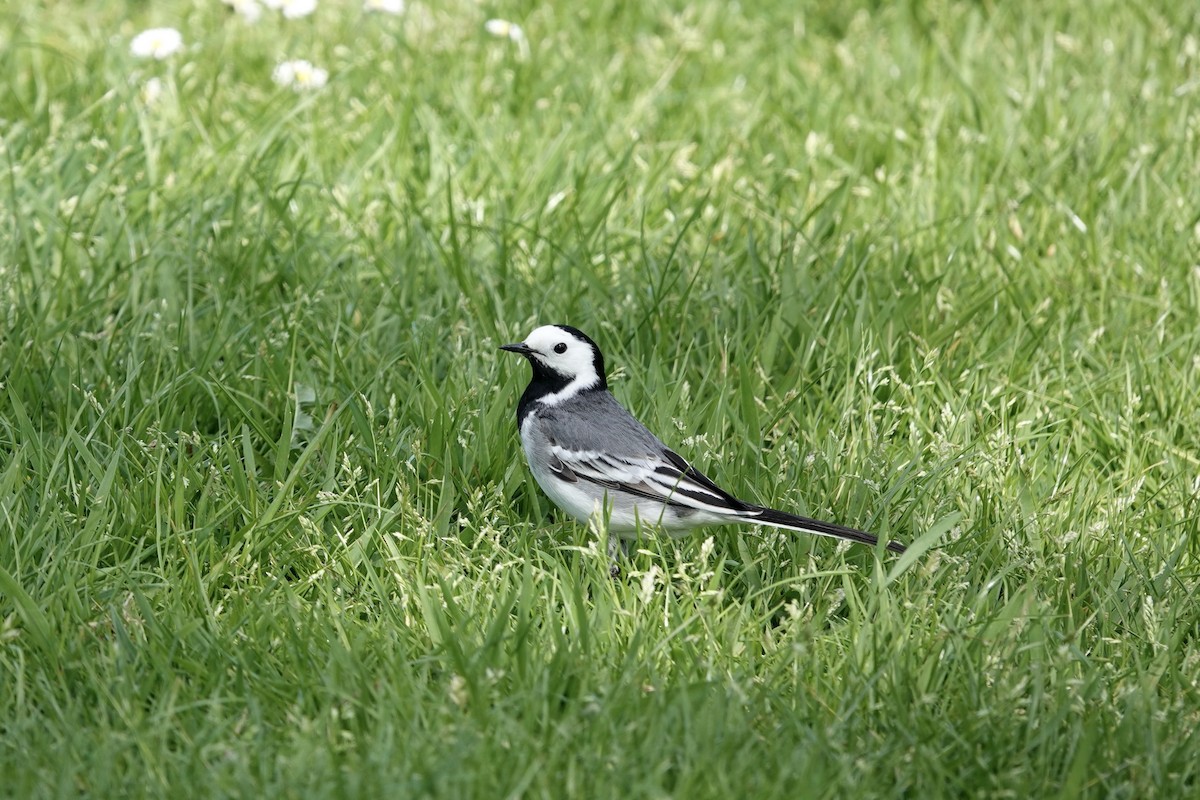 White Wagtail - ML635227356