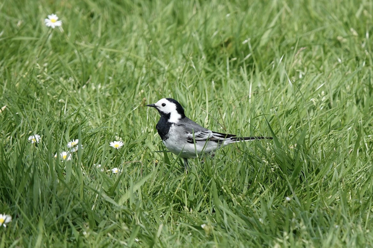 White Wagtail - ML635227357