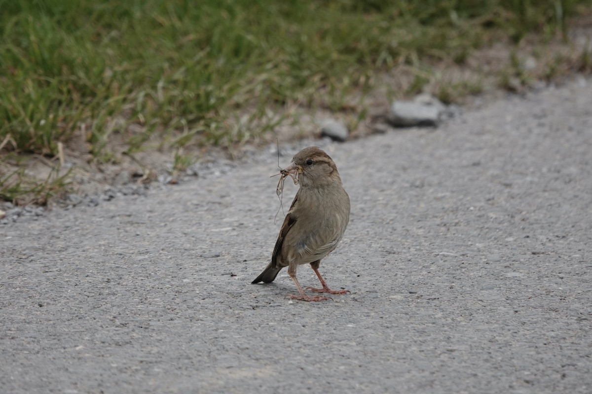 House Sparrow - ML635227375