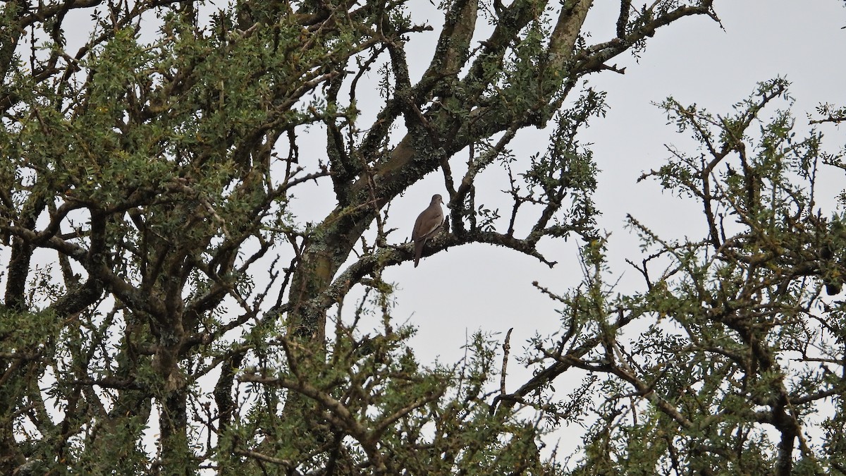 Picui Ground Dove - ML635227379