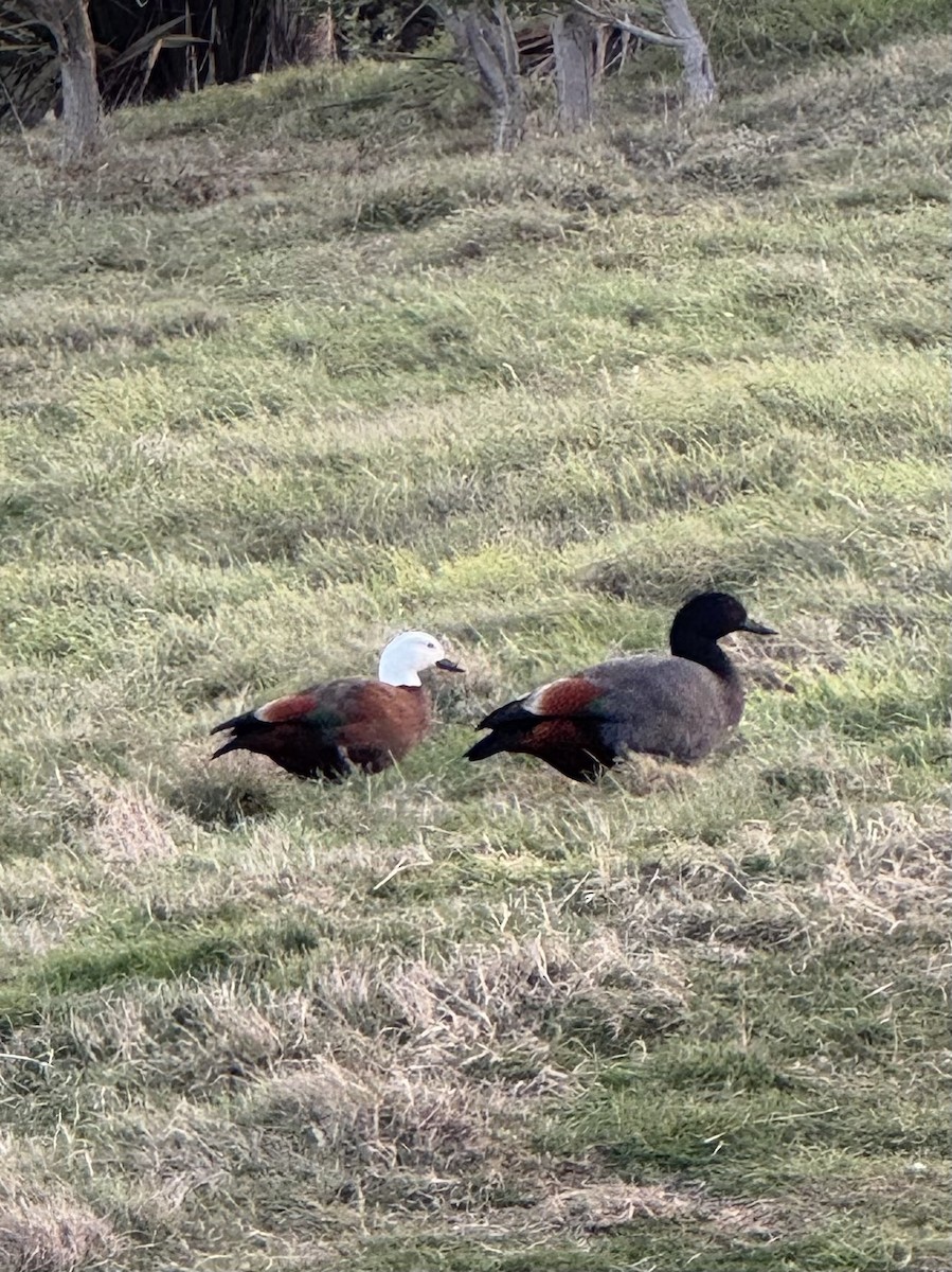 Paradise Shelduck - ML635227460