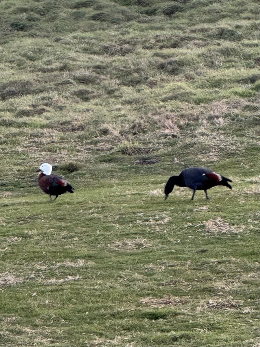 Paradise Shelduck - ML635227461