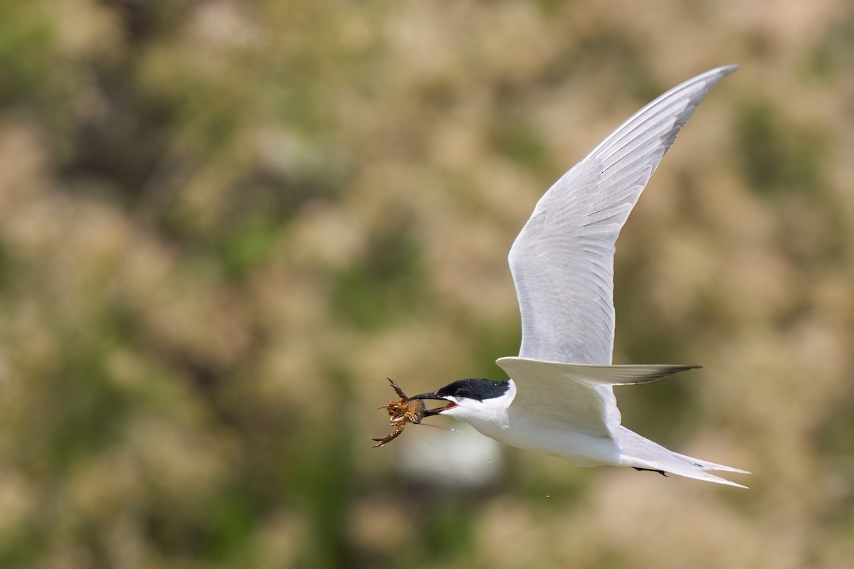 Gull-billed Tern - ML635227544