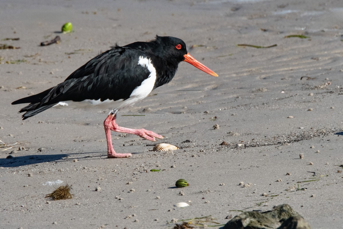Pied Oystercatcher - ML635227592