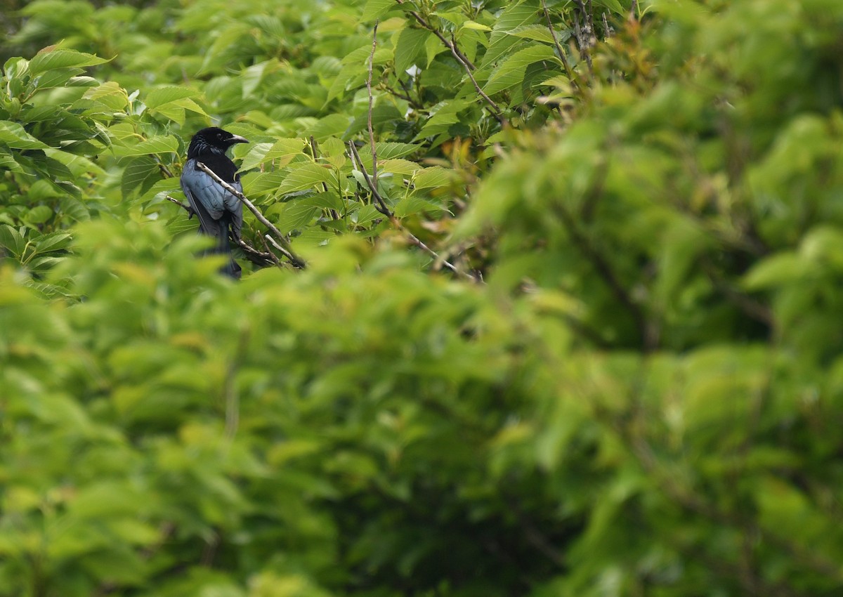 Hair-crested Drongo - ML635227685