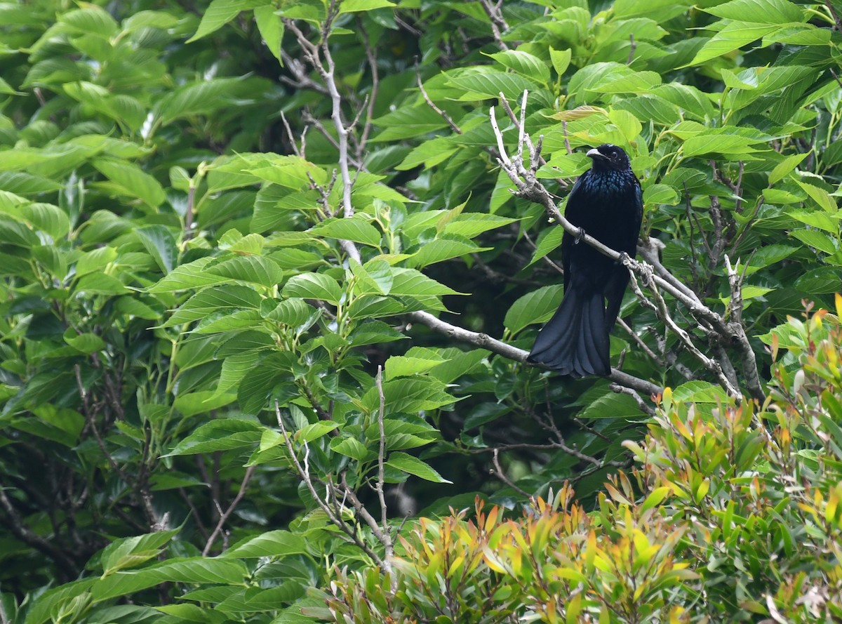 Hair-crested Drongo - ML635227686