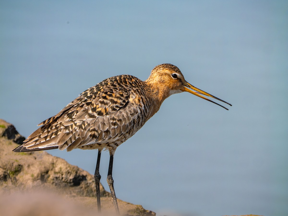 Black-tailed Godwit - ML635227733