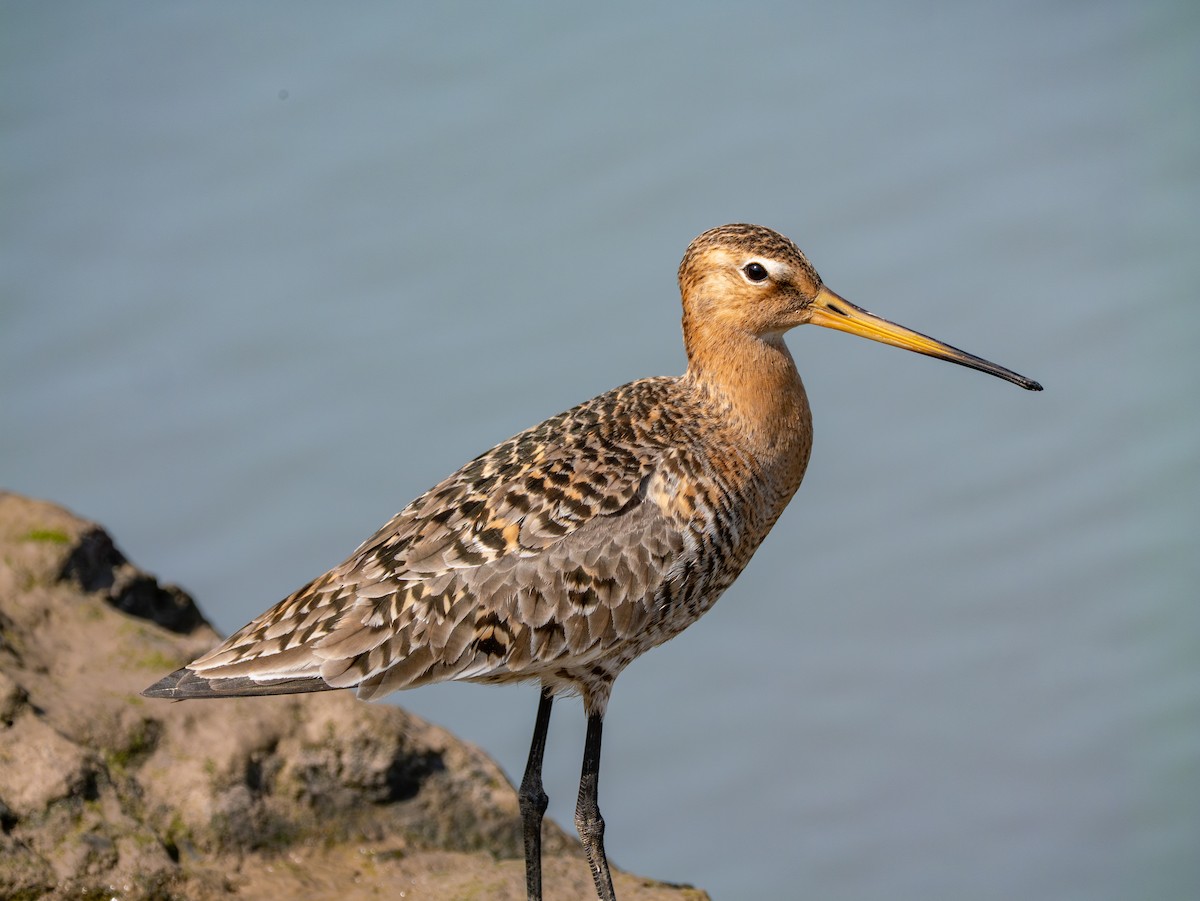 Black-tailed Godwit - ML635227737