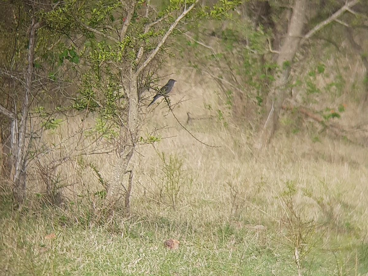 Gray-bellied Cuckoo - ML635227742