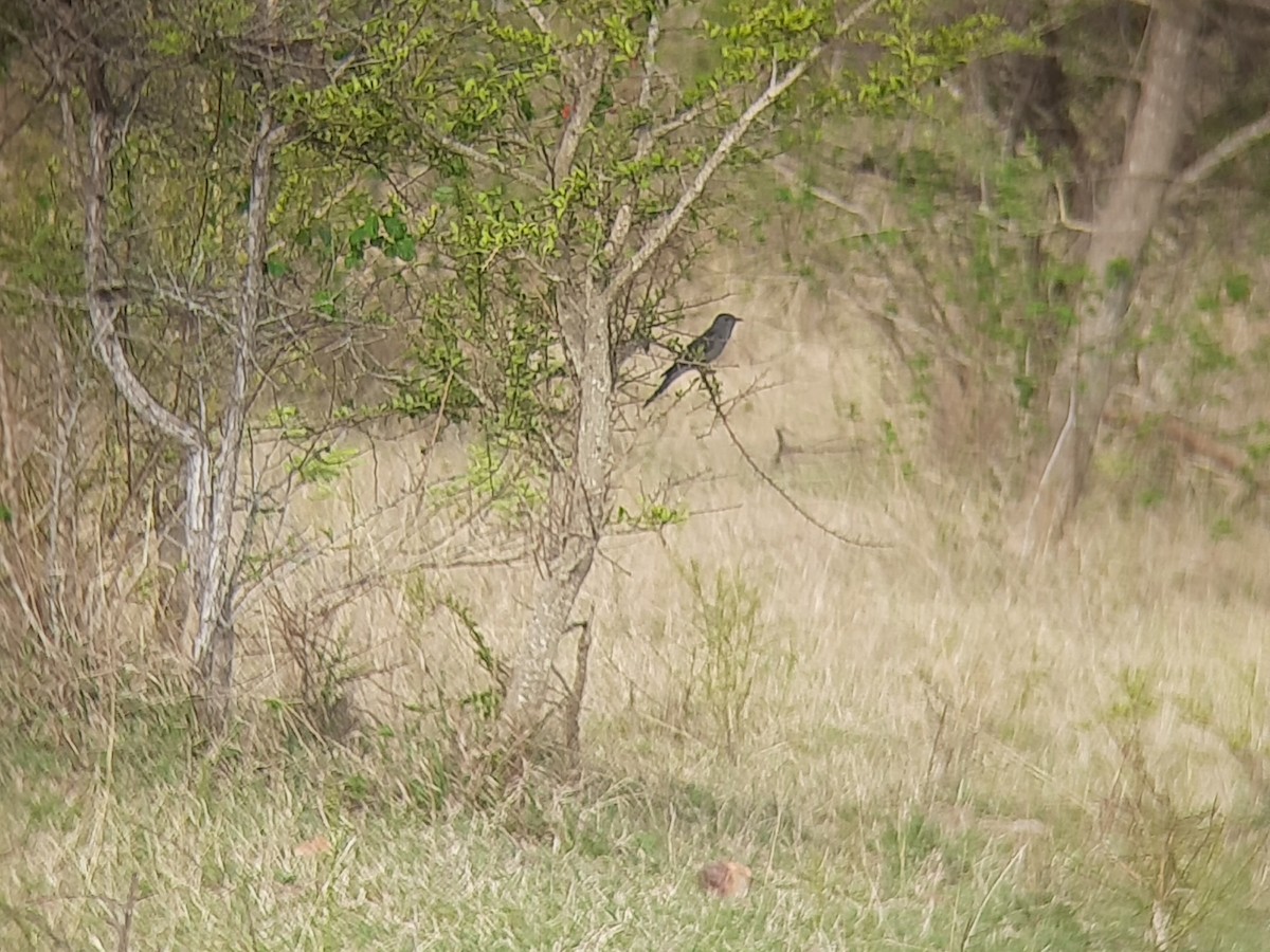 Gray-bellied Cuckoo - ML635227743