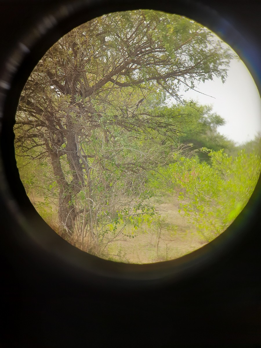 Gray-bellied Cuckoo - ML635227744
