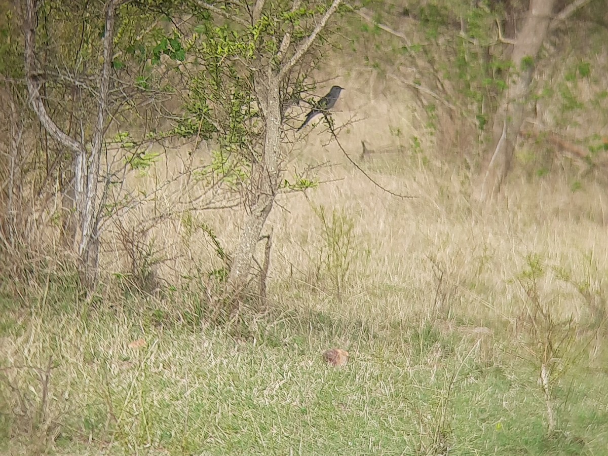 Gray-bellied Cuckoo - ML635227745
