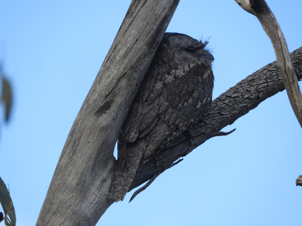 Tawny Frogmouth - ML635227780