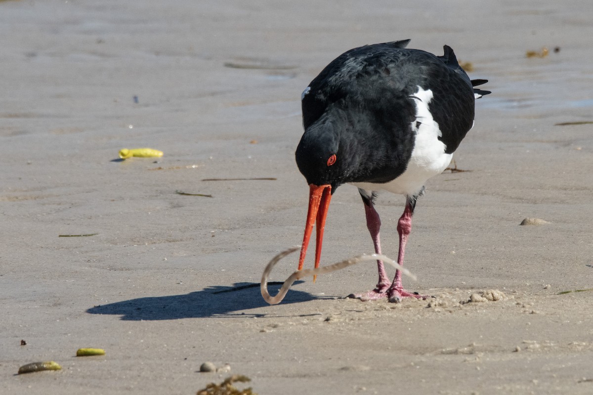 Pied Oystercatcher - ML635227792