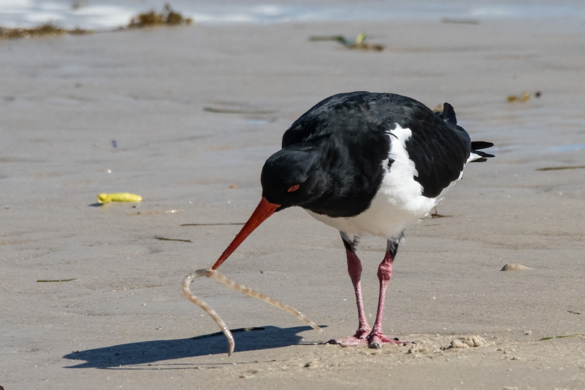 Pied Oystercatcher - ML635227797