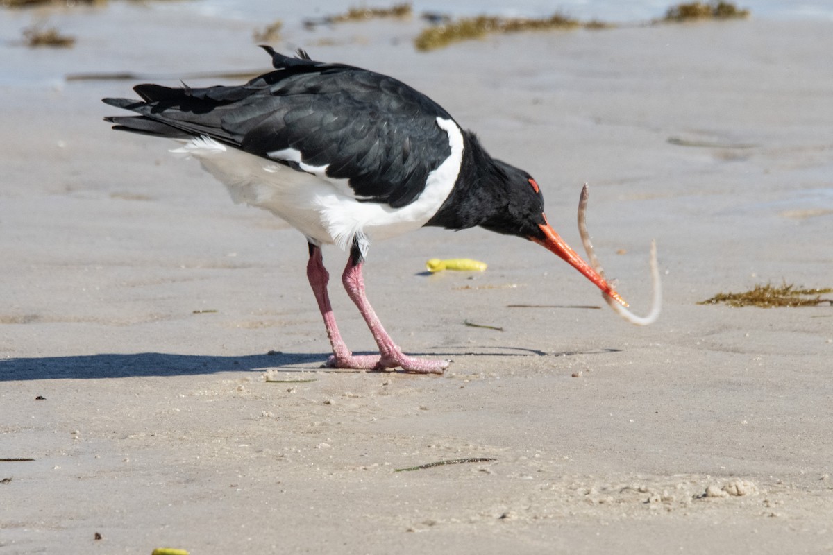 Pied Oystercatcher - ML635227800