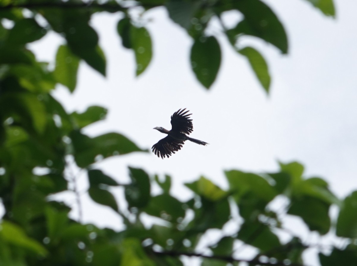 Rusty-cheeked Hornbill - ML635227802