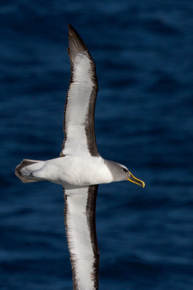 Buller's Albatross - ML635227803