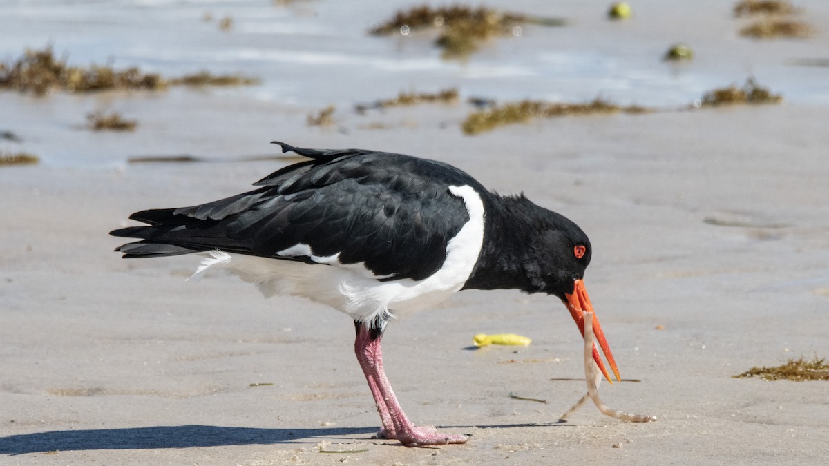 Pied Oystercatcher - ML635227805