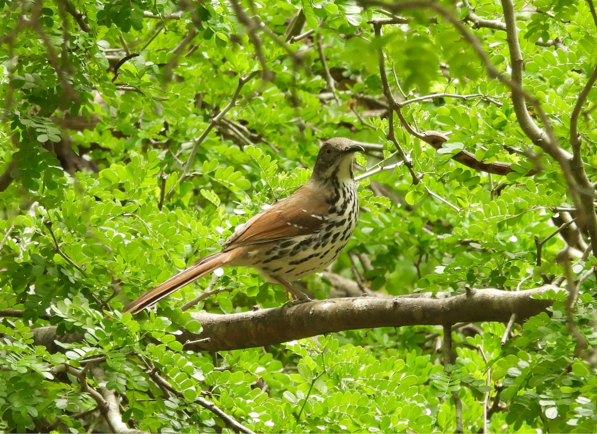 Long-billed Thrasher - ML635227824