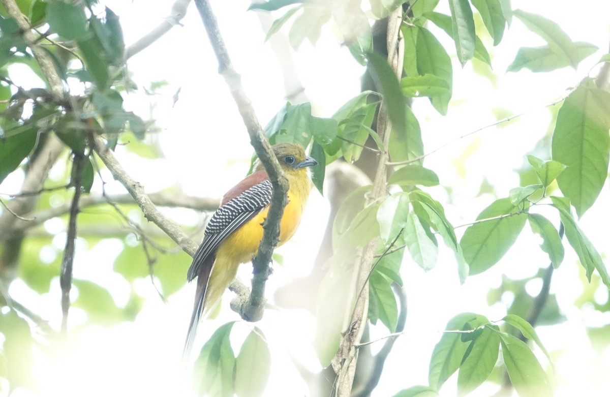 Orangebauchtrogon - ML635227835