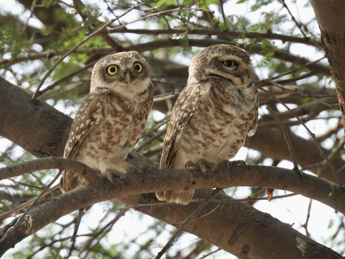 Spotted Owlet - ML635227884