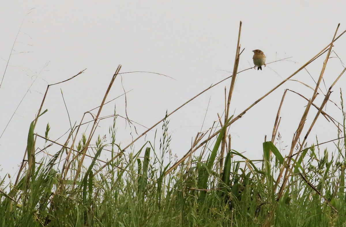 Grasshopper Sparrow - ML635227979