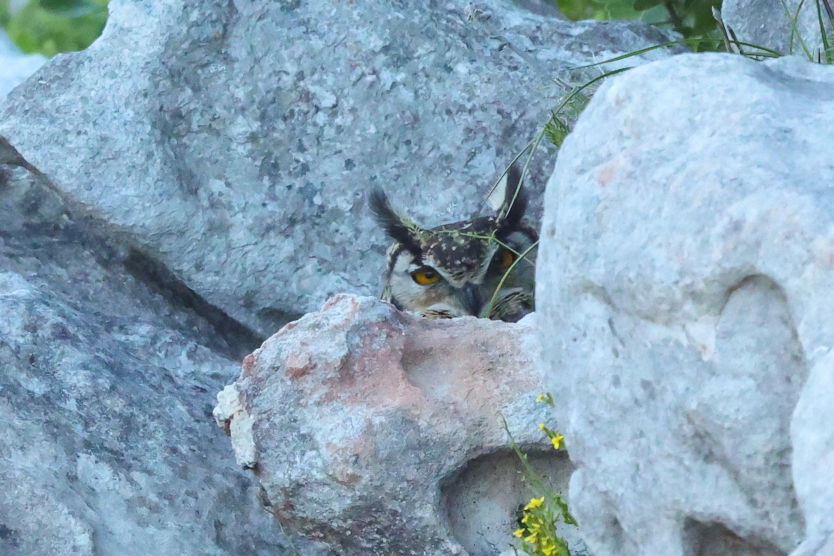 Cape Eagle-Owl (Cape) - ML635228024
