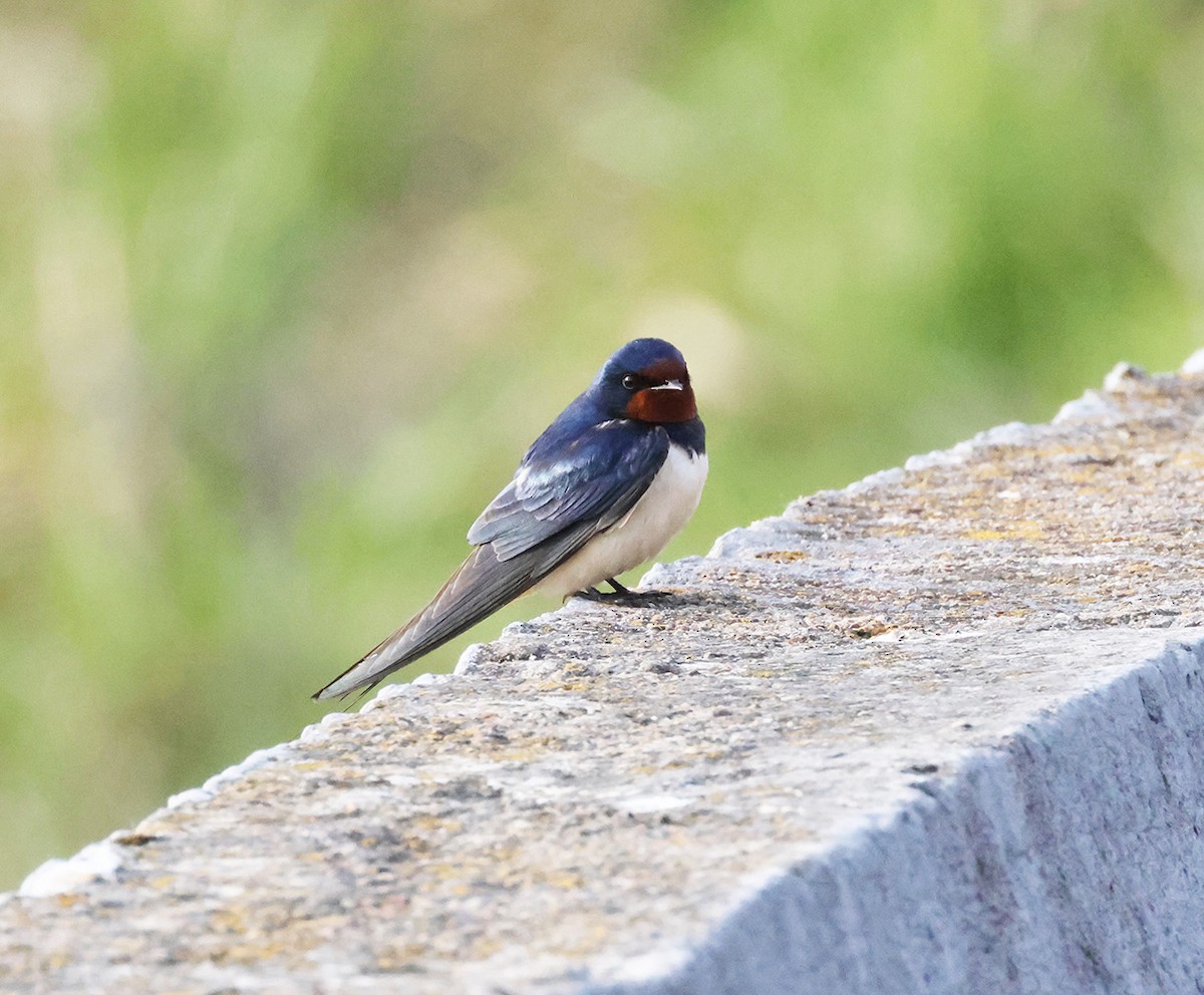 Barn Swallow - ML635228038
