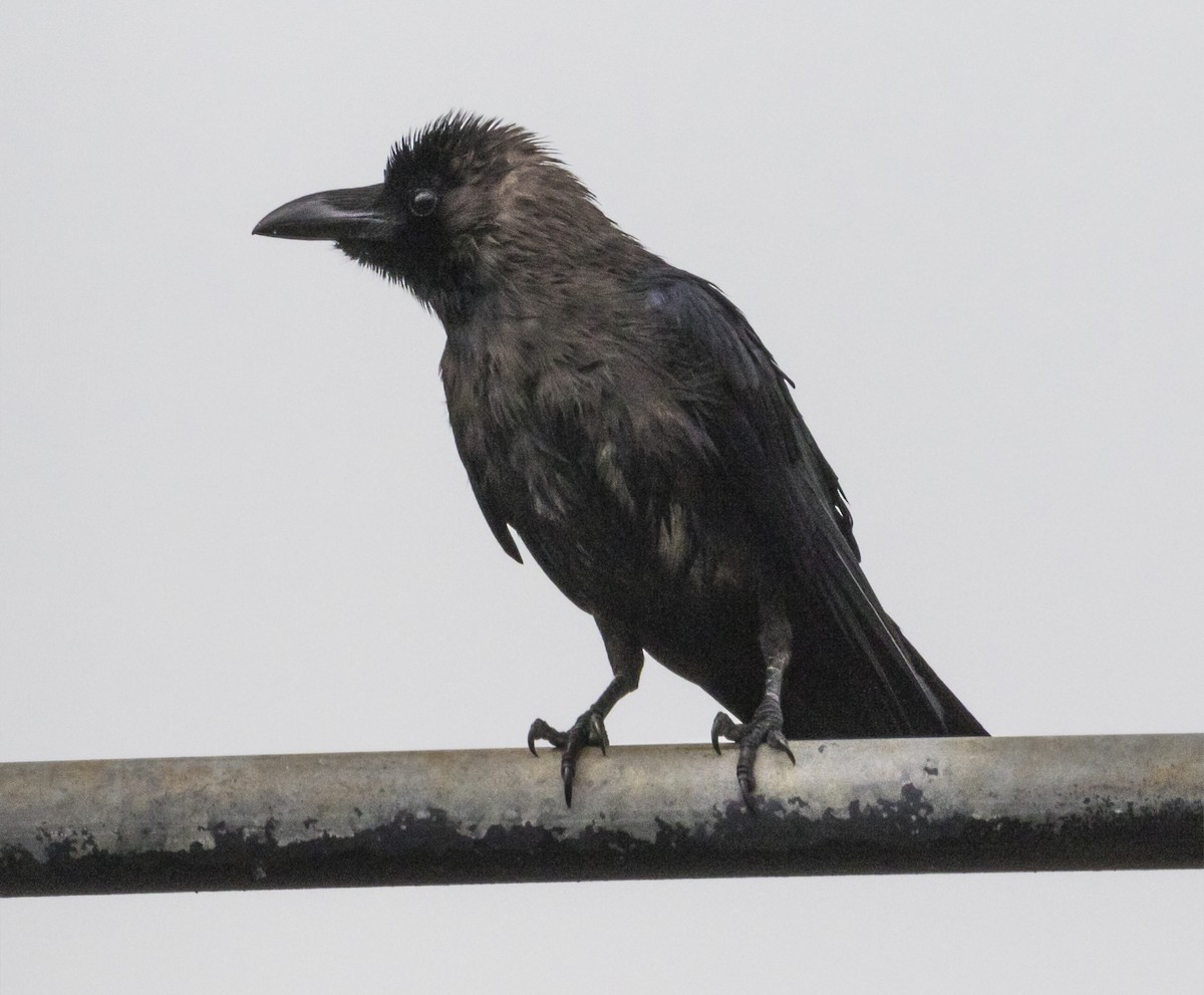 House Crow - ML635228040