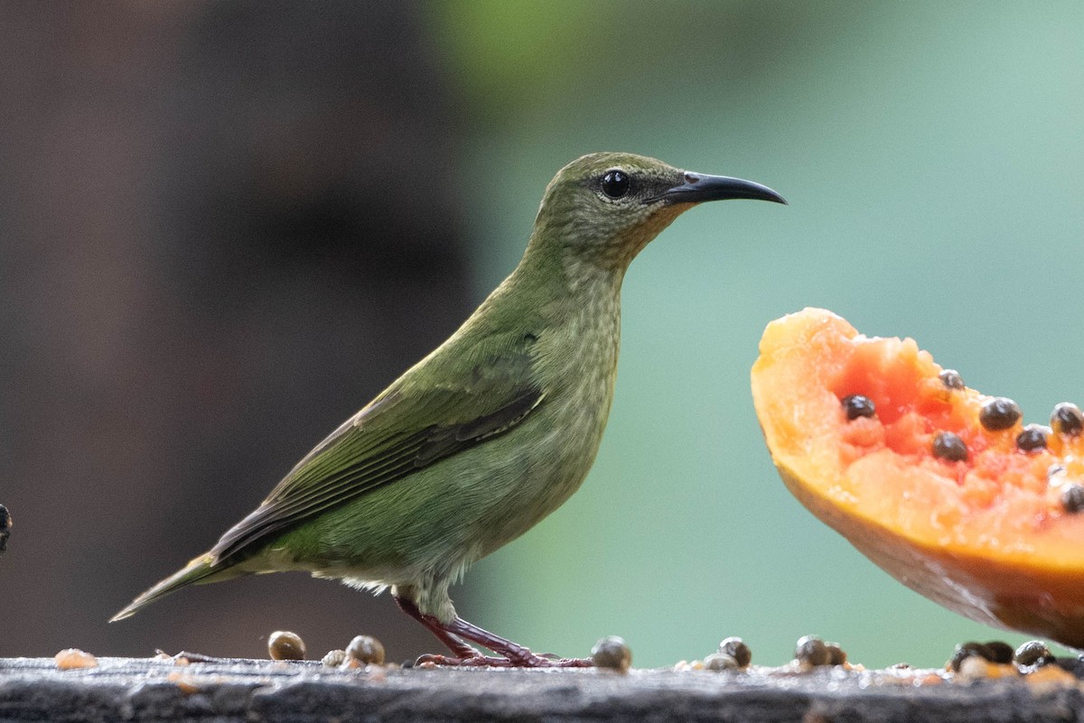 Red-legged Honeycreeper - ML635228043