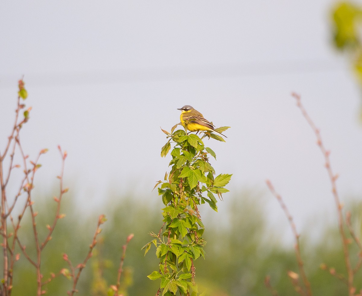 Western Yellow Wagtail - ML635228081
