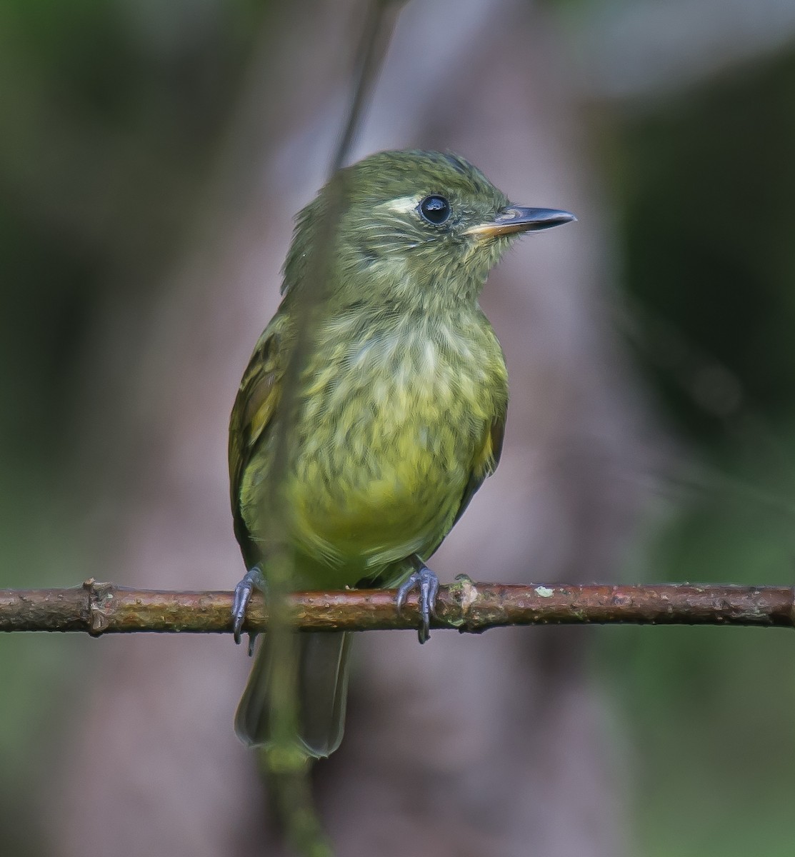 Olive-streaked Flycatcher - ML635228083
