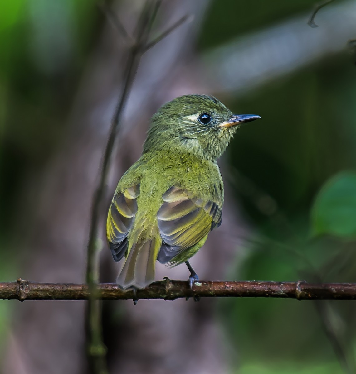 Olive-streaked Flycatcher - ML635228084