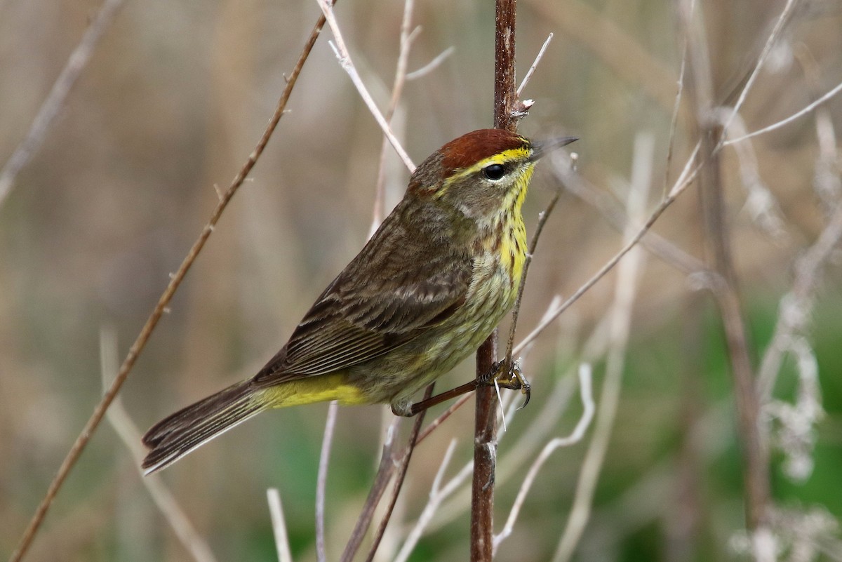 Palm Warbler (Western) - ML635228085