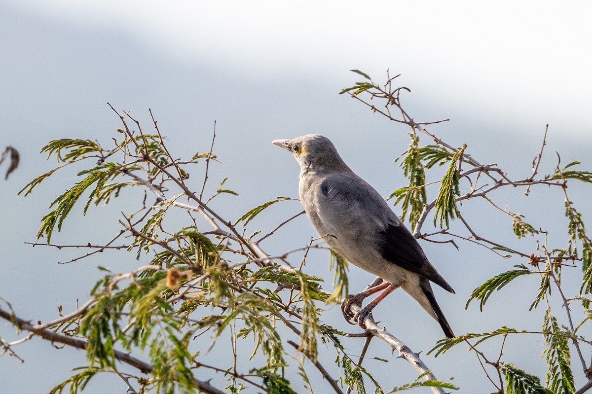 Wattled Starling - ML635228086