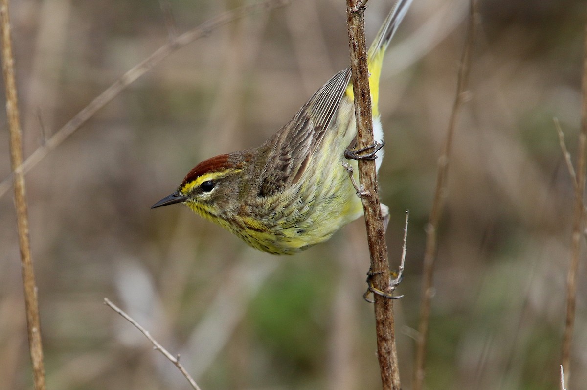 Palm Warbler (Western) - ML635228106