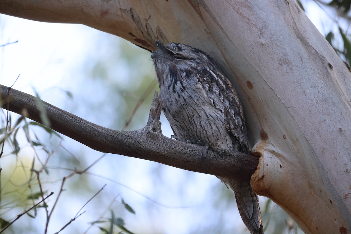 Tawny Frogmouth - ML635228142