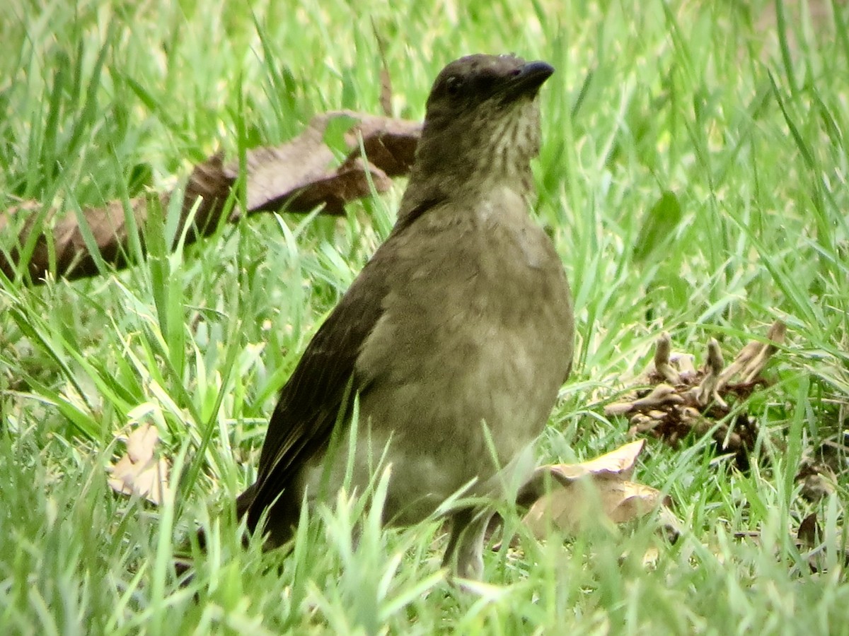 Black-billed Thrush - ML635228160