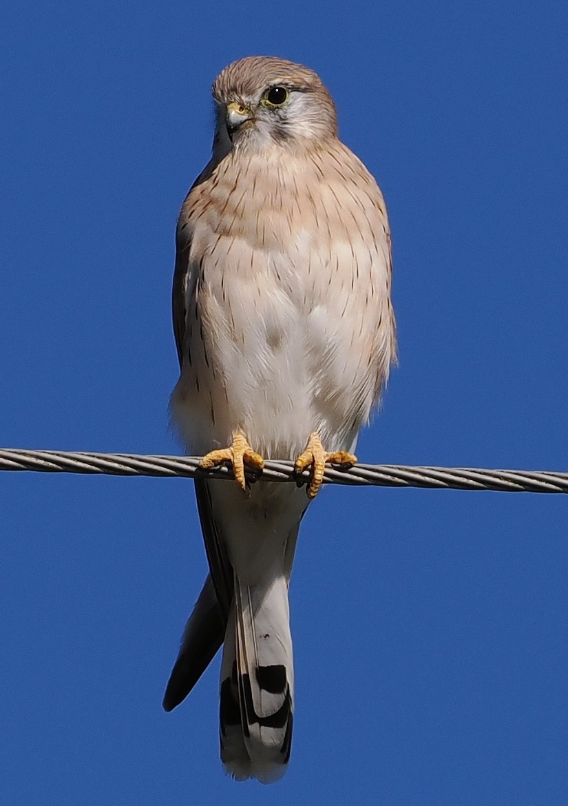 Nankeen Kestrel - ML635228197