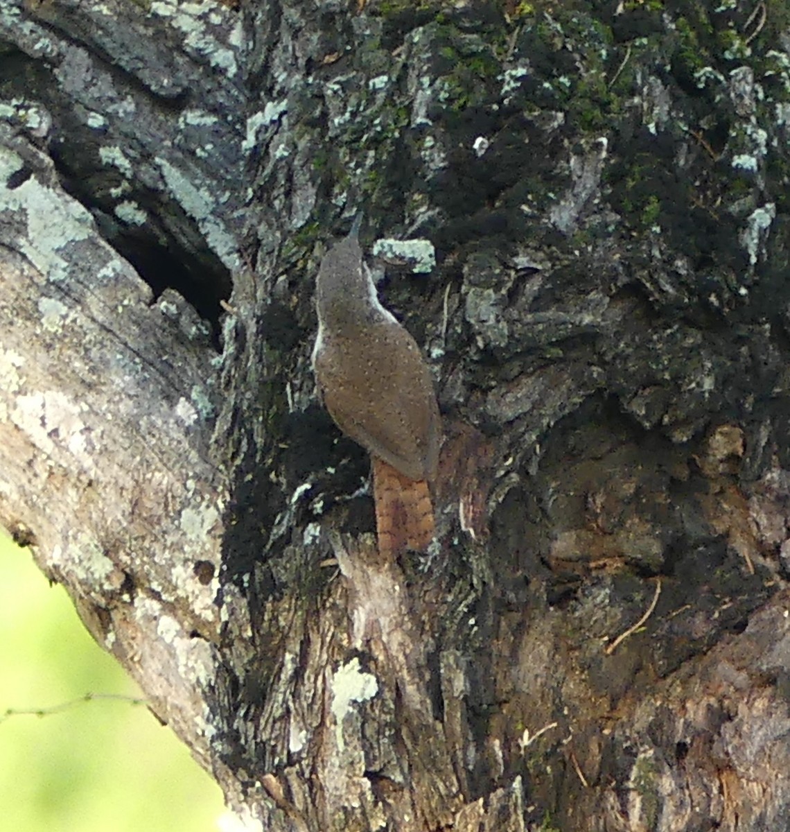 Canyon Wren - ML63522821