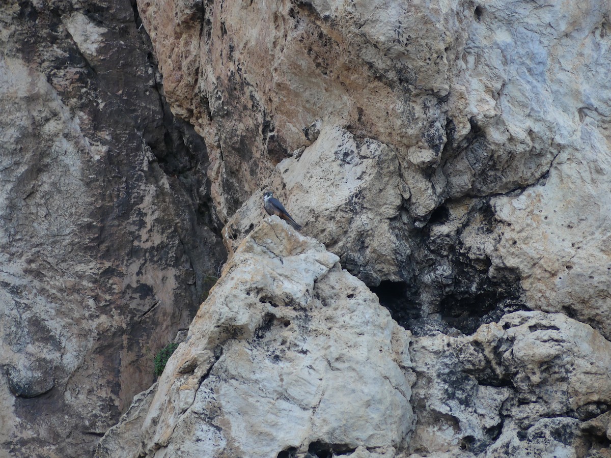 Eleonora's Falcon - ML635228243