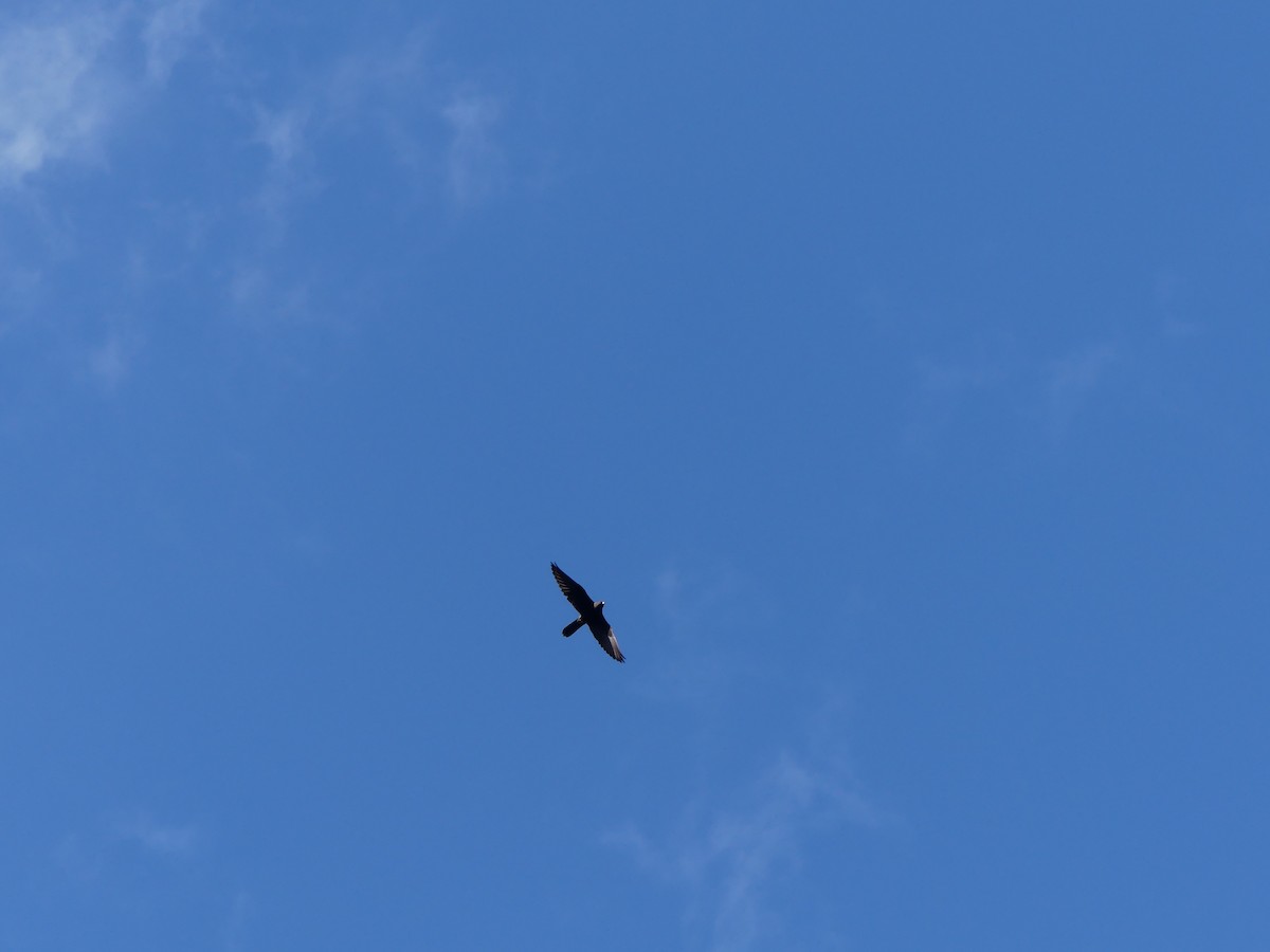 Eleonora's Falcon - ML635228258