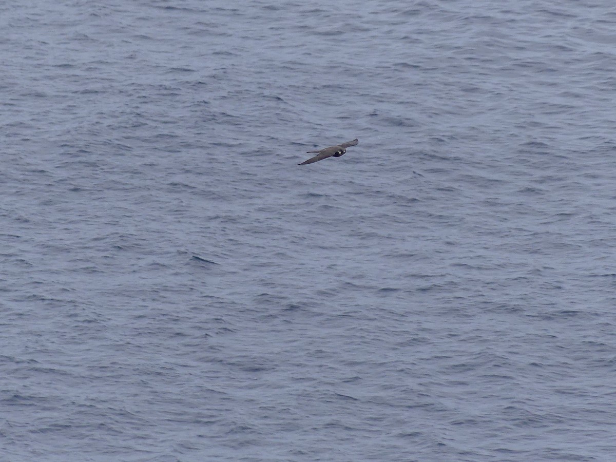Eleonora's Falcon - ML635228276