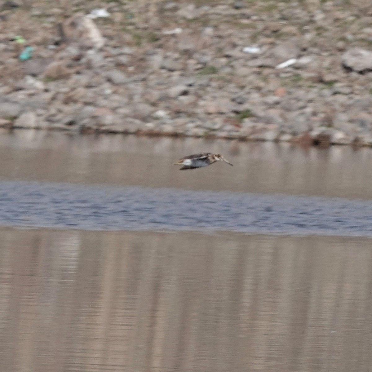Jack Snipe - ML635228338