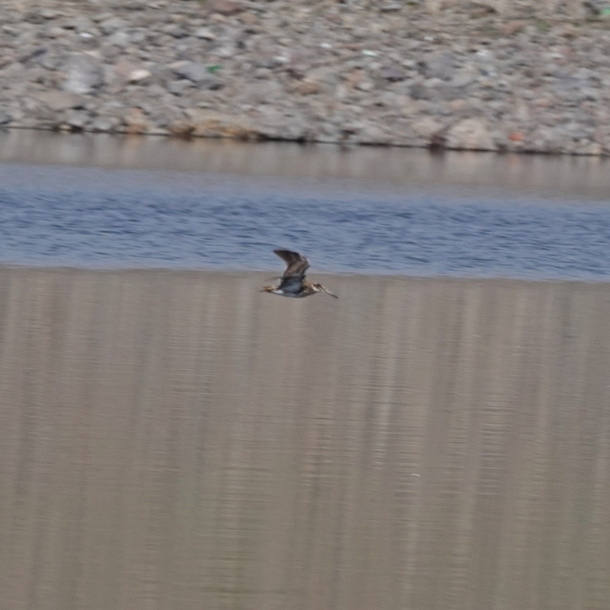 Jack Snipe - ML635228340