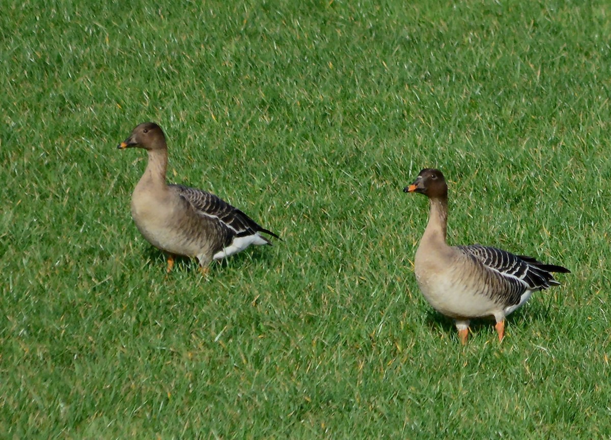 Tundra Bean-Goose - ML635228371