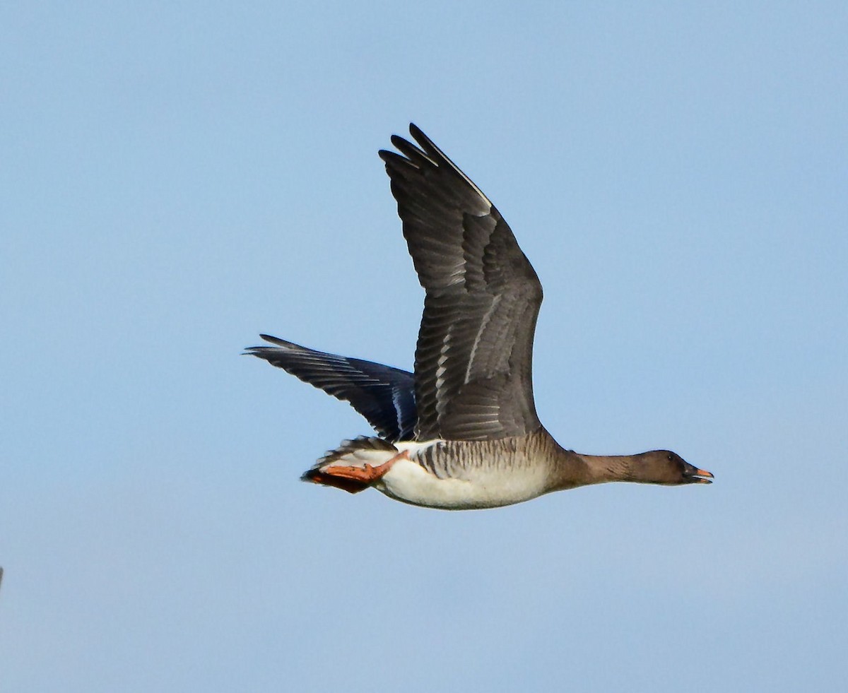 Tundra Bean-Goose - ML635228372
