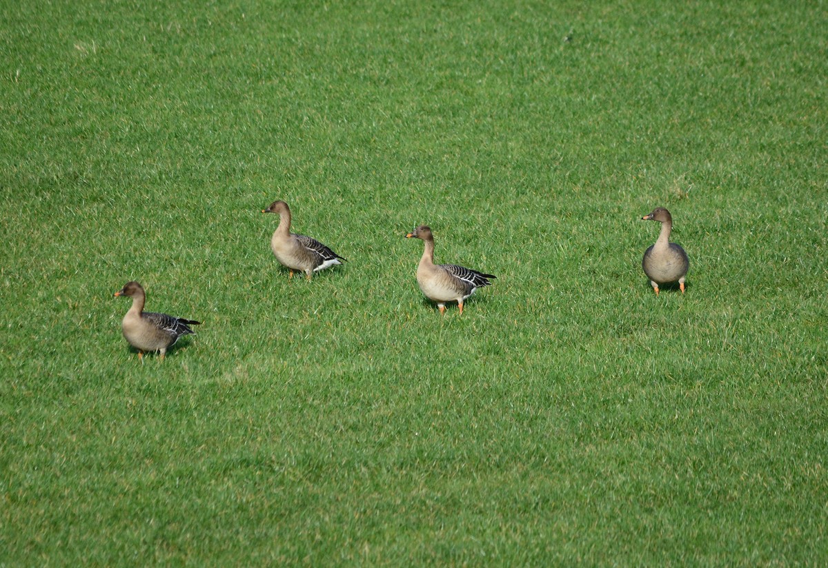 Tundra Bean-Goose - ML635228373