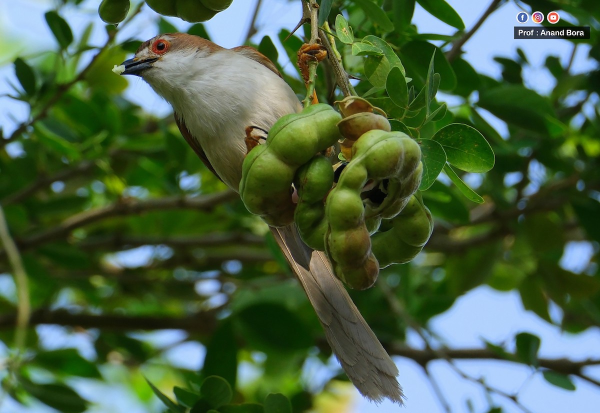 Yellow-eyed Babbler - ML635228410